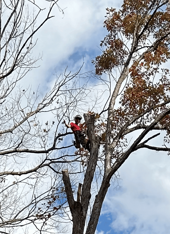 Tree Trimming image