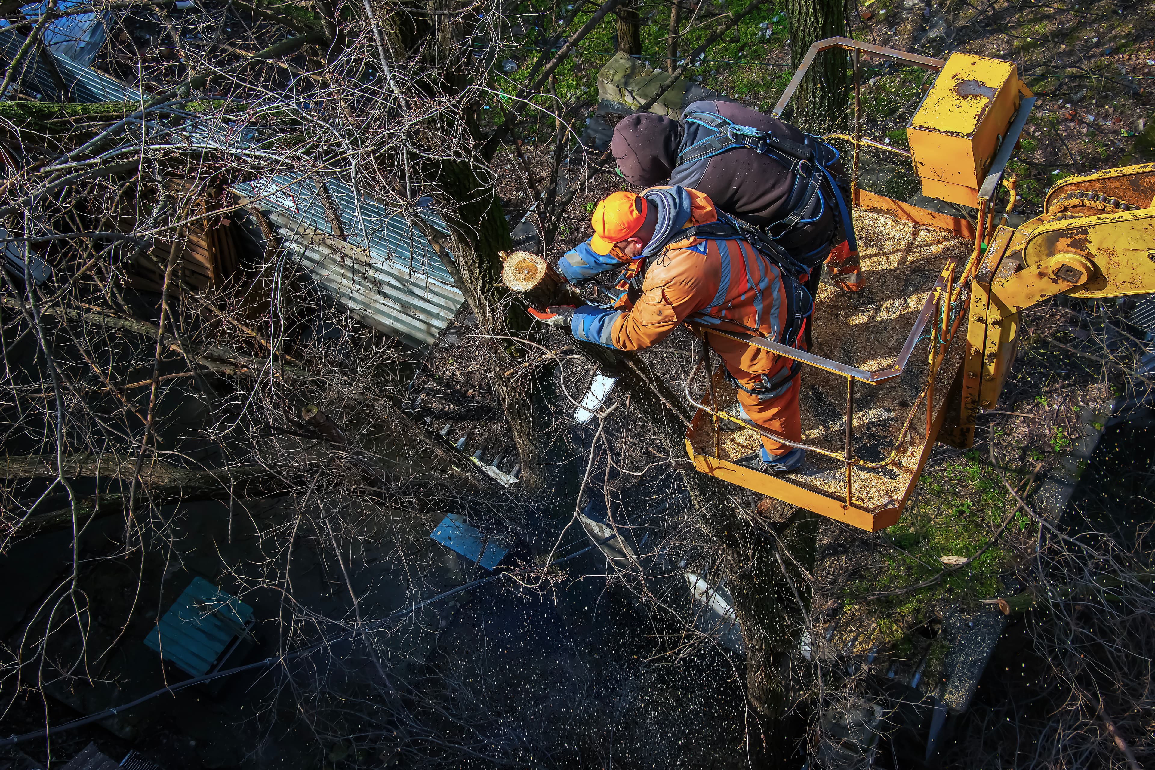 Emergency Tree Services image
