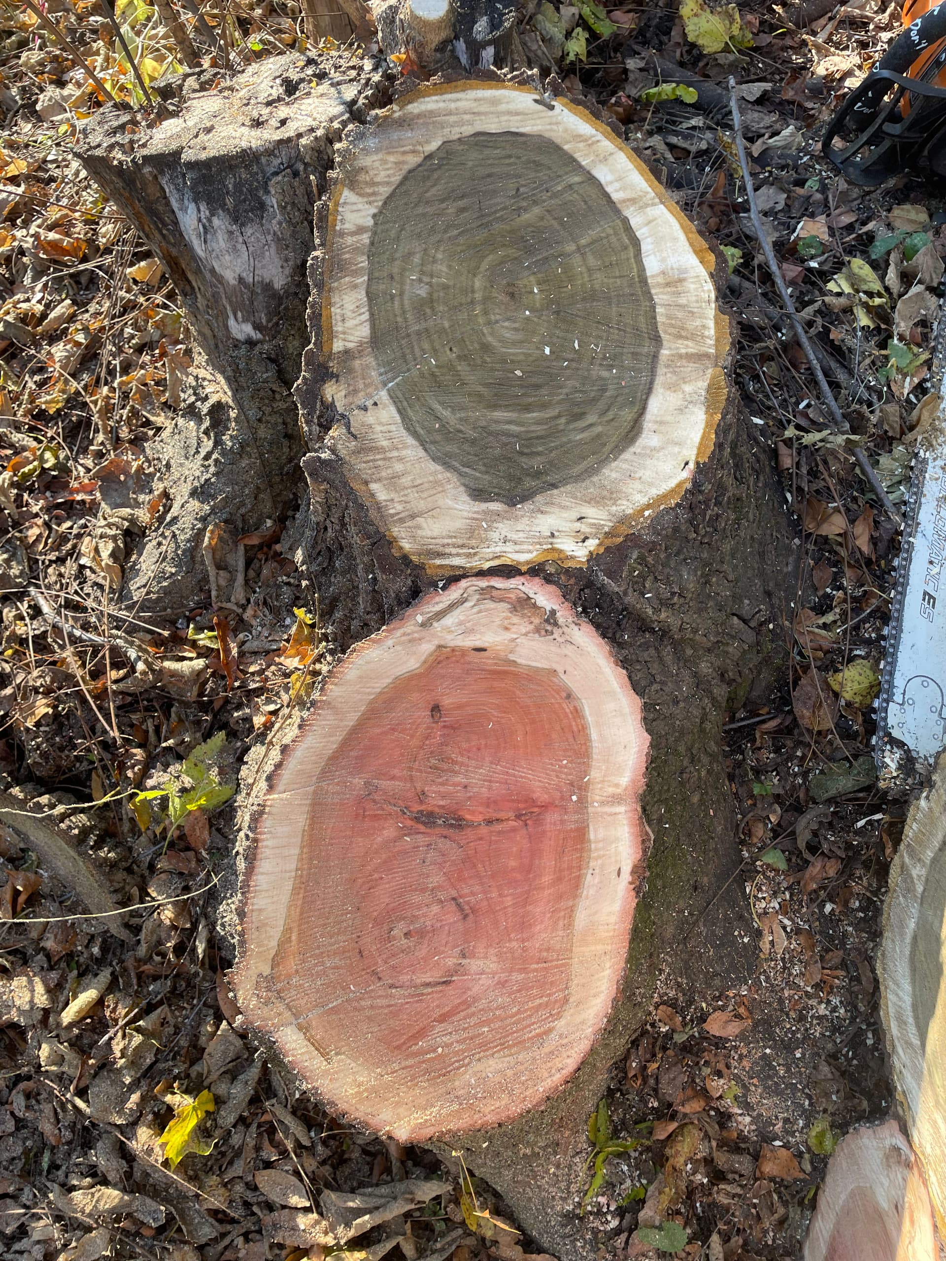 Unexpected Tree Discovery in a Shared Root Ball