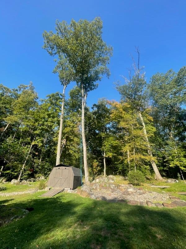 Expert Tree Removal in Richlandtown