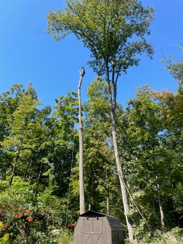 Expert Tree Removal in Richlandtown