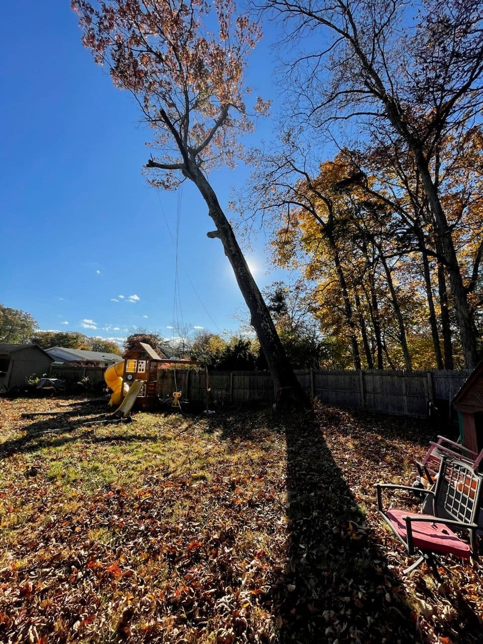 Leaning Oak Tree Rescue with Cabling and Bracing
