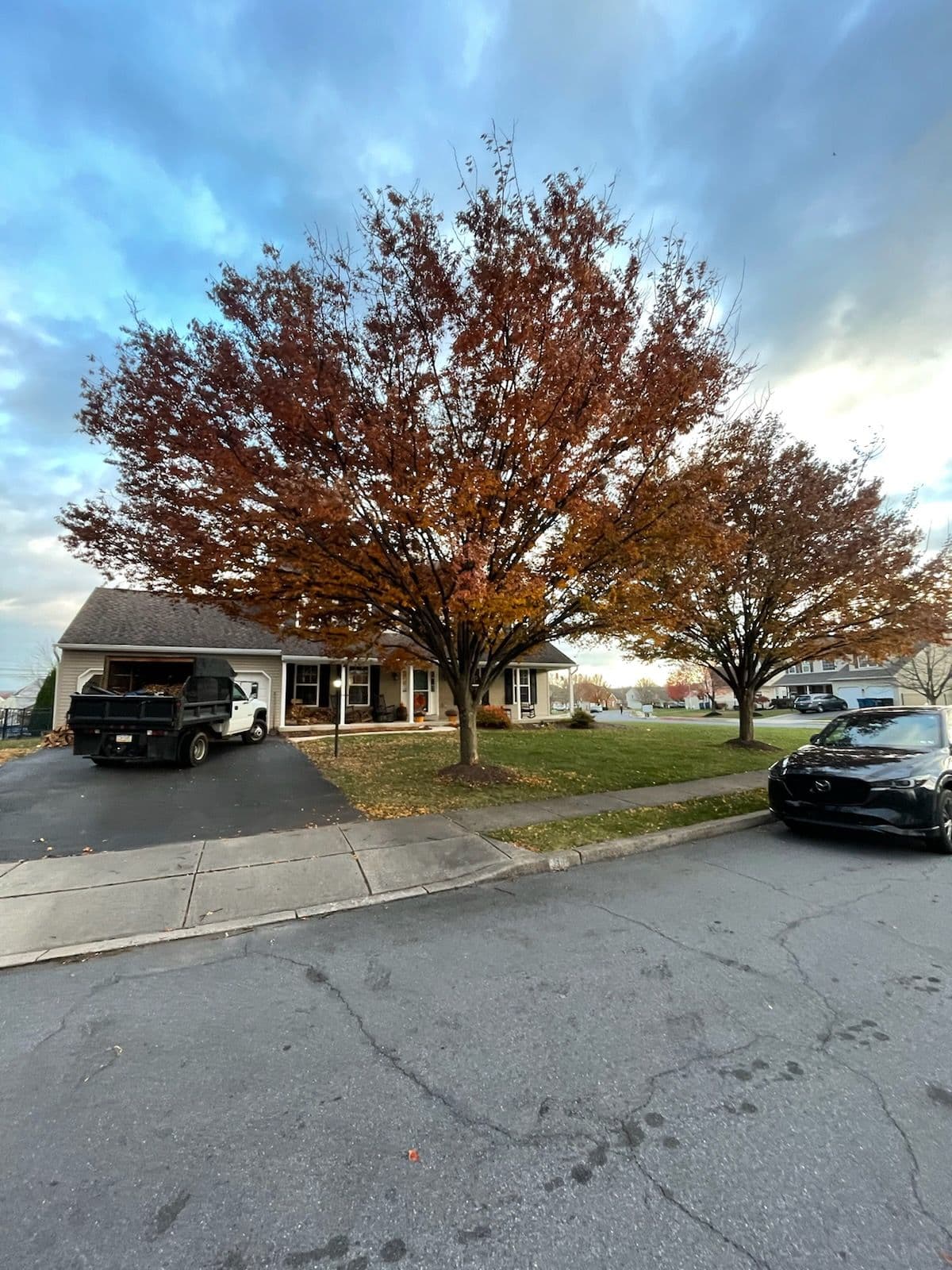 Project Canopy Reduction in Quakertown image