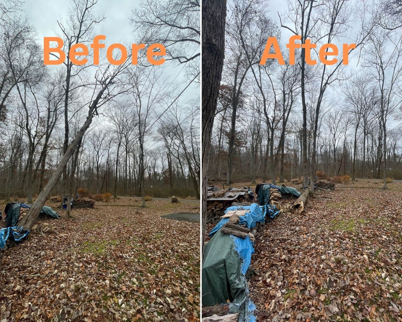 Emergency Tree Removal Clears Dangerous Situation