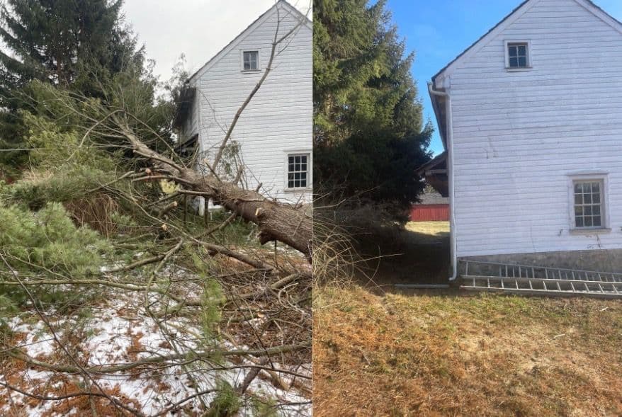 Safe and Efficient Tree Removal for a Clean Yard