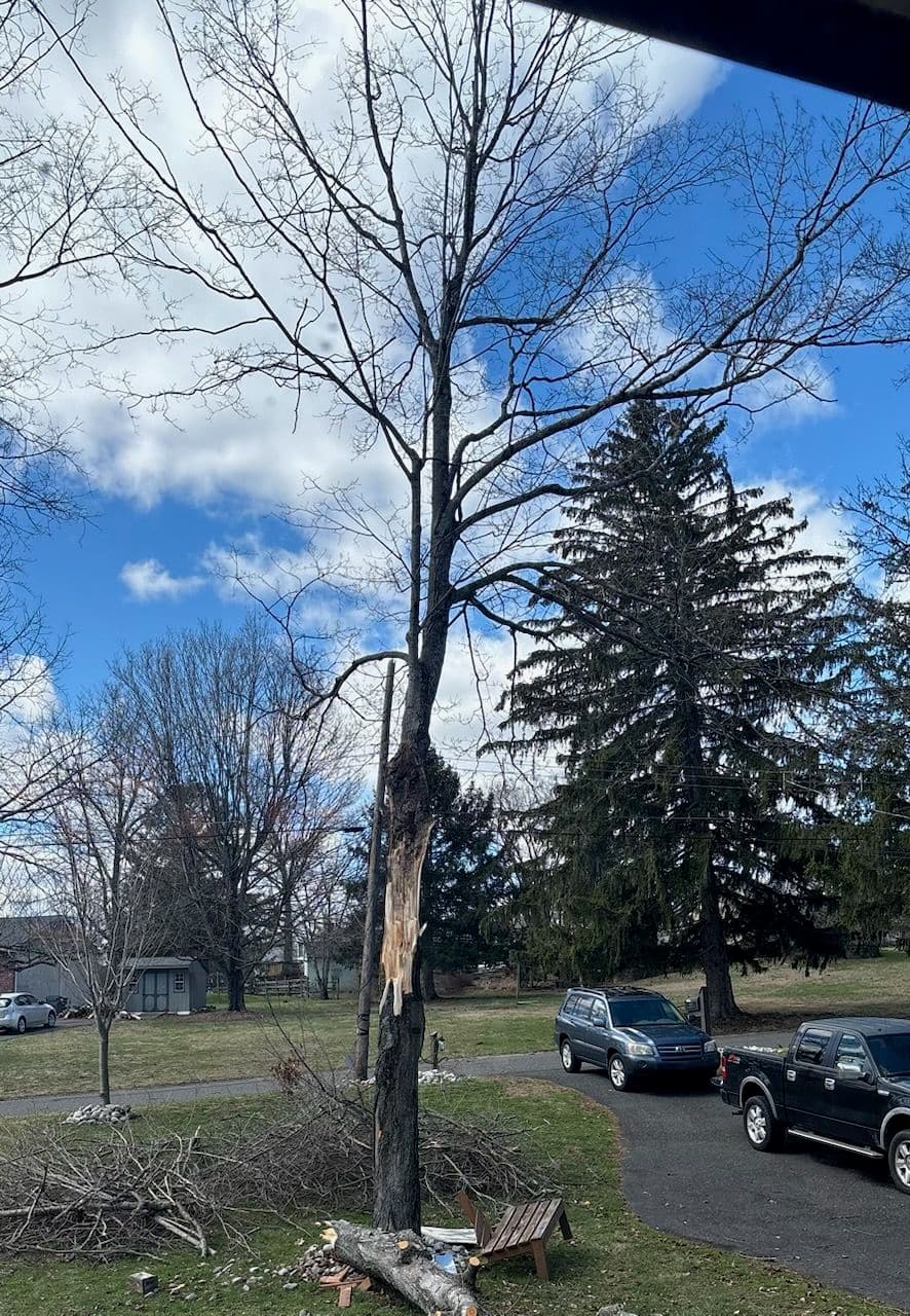 Project Handling Storm Damage with Expert Tree Removal image