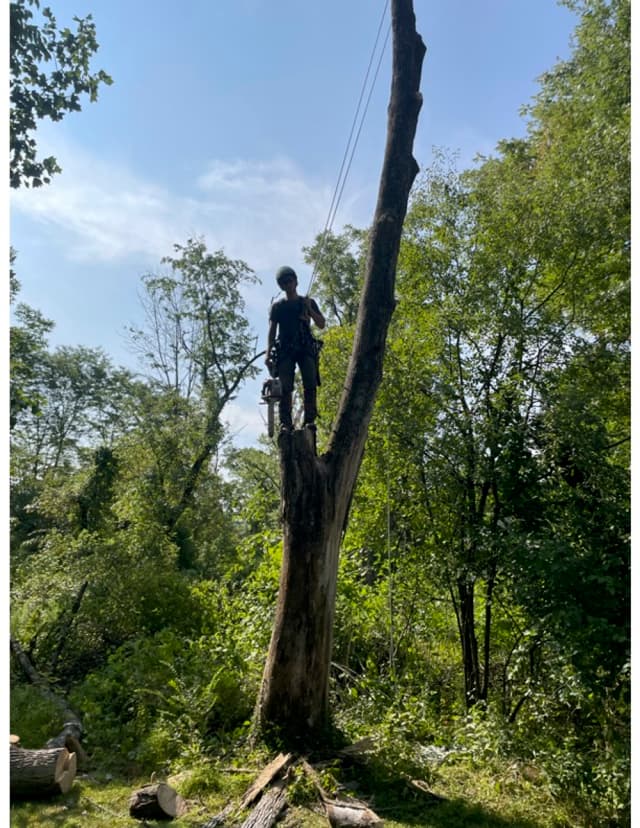 Expert Tree Services in Quakertown | Alderfer Tree LLC
