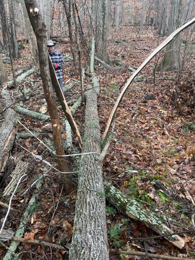 East Greenville Tree Removal image